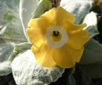 Primula auricula yellow self- 8cm pot